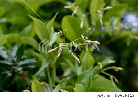 テイカカズラの花 つぼみ 90626115