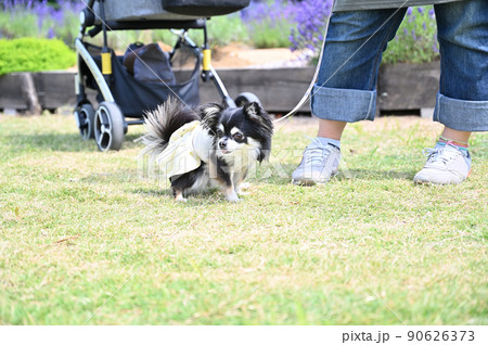 公園で散歩中にトイレをするチワワ 90626373