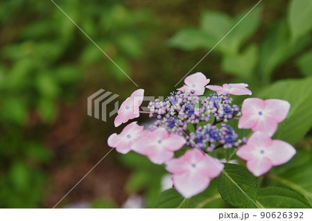 寺が池公園の紫陽花 寺が池公園の紫陽花 90626392