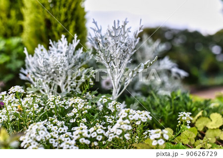 寺ヶ池の小さな花 寺ヶ池の小さな花 90626729