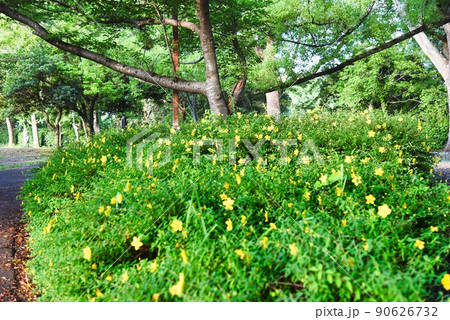 寺ヶ池の早朝の黄色い小さな花 90626732
