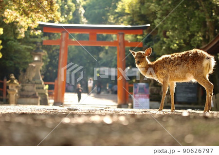 奈良の鹿 奈良の鹿 90626797