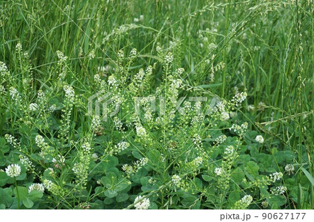 ナズナ（ペンペングサ）の花と実 90627177