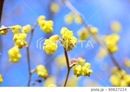 トサミズキの花 トサミズキの花 90627224