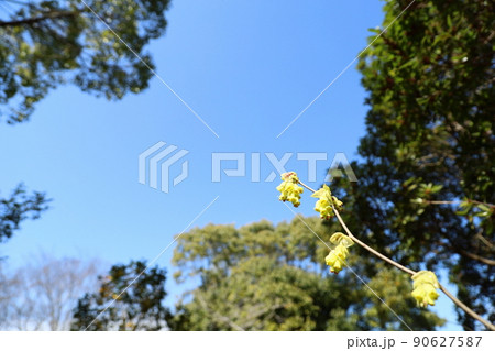 トサミズキの花 トサミズキの花 90627587