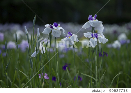 花菖蒲 90627758