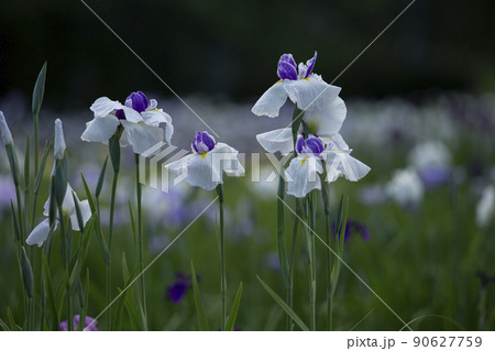 花菖蒲 花菖蒲 90627759