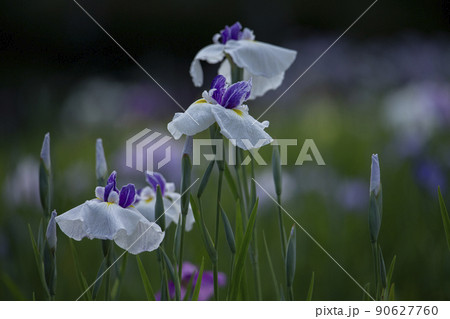 花菖蒲 90627760