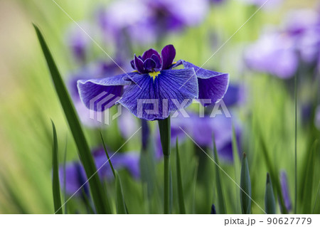 花菖蒲 花菖蒲 90627779