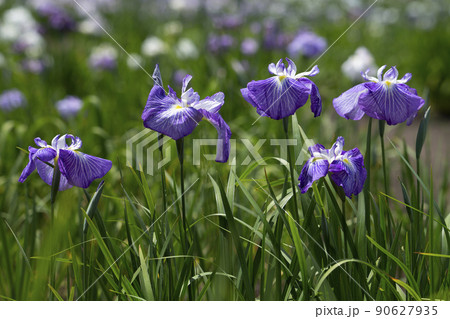 花菖蒲 90627935