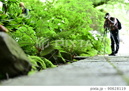 新緑を撮る　風情のある石畳と脇にある小川沿いの新緑　石を覆う苔がまた美しい　新緑を撮るカメラマン 90628119