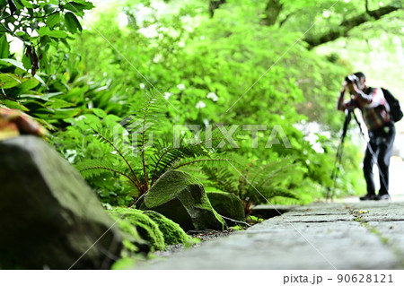 新緑を撮るカメラマン　石畳の小道と小川の流れ　新緑の木々とシダ　石に纏わり付く新緑の苔が美しい季節 90628121