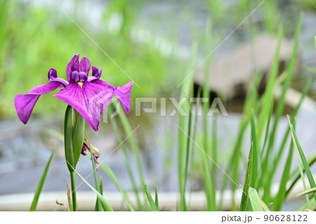 紫の花菖蒲　生き生きとした花菖蒲の立ち姿　ぴーんと跳ねた若い葉 90628122