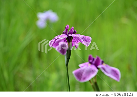 菖蒲園　紫色の花菖蒲　緑の葉と紫の花弁　優雅に咲き誇る紫菖蒲 90628123