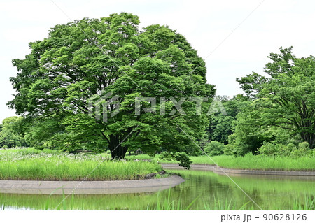 新緑　若葉に覆われた大きな欅と足元の緑の草　自然を感じる公園の散歩風景 90628126