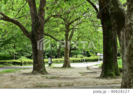 緑豊かな林間の散歩道　若葉に覆われた新緑の季節 90628127