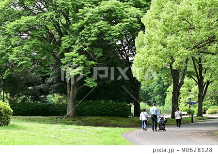 緑豊かな新緑の公園を散歩する家族　大きな樹木の間を歩く長い散歩道　鶯の鳴き声が聞こえる静かな森 90628128