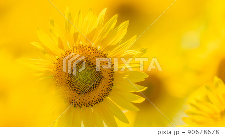 【神奈川県】元気に咲くひまわり ※向日葵 【神奈川県】元気に咲くひまわり ※向日葵 90628678