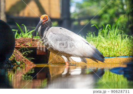 朱鷺 朱鷺 90628731