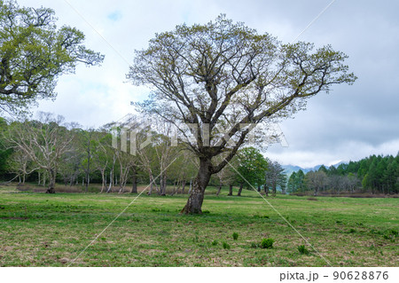 原生林の新緑 原生林の新緑 90628876