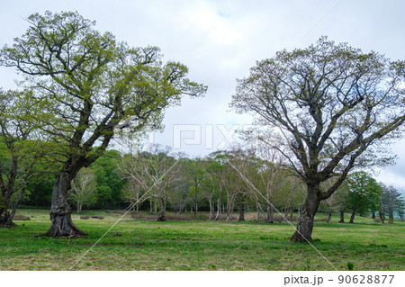 カヤノ平の新緑 カヤノ平の新緑 90628877