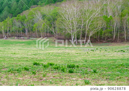 カヤノ平の若葉 90628878
