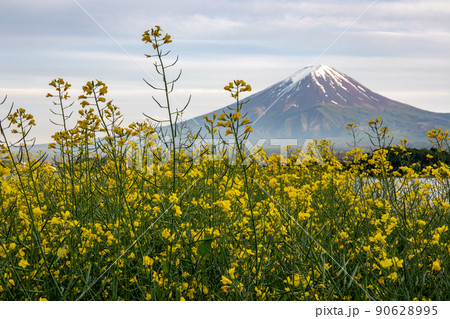 富士山と菜の花畑　夕景　（山梨　河口湖　2022年5月） 90628995