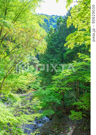 有馬川 有馬渓谷 春 新緑の風景 有馬川 有馬渓谷 春 新緑の風景 90629030