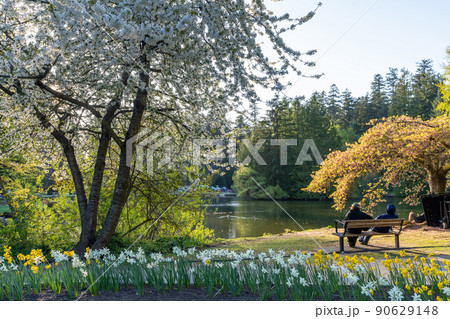 Central Park Lower Pond in springtime. Burnaby, British Columbia, Canada. 90629148