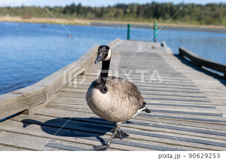 Close-up a walking Canada Goose at Burnaby Lake Regional Park. 90629253
