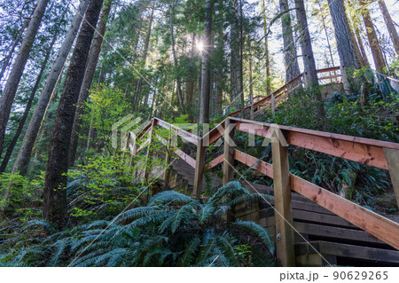 Beautiful wooden path in the rainforest. Lynn Canyon Park, North Vancouver, British Columbia, Canada. Beautiful wooden path in the rainforest. Lynn Canyon Park, North Vancouver, British Columbia, Canada. 90629265