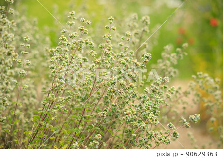 スイートマジョラムの花  スイートマジョラムの花  90629363