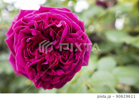 赤紫のバラ ザ・プリンス 90629611
