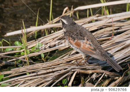 冬の川沿い近くでよく見かけ独特の面白いポーズをする野鳥のツグミ 90629766