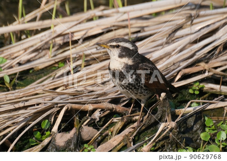 冬の川沿い近くでよく見かけ独特の面白いポーズをする野鳥のツグミ 冬の川沿い近くでよく見かけ独特の面白いポーズをする野鳥のツグミ 90629768