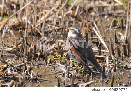 冬の川沿い近くでよく見かけ独特の面白いポーズをする野鳥のツグミ 冬の川沿い近くでよく見かけ独特の面白いポーズをする野鳥のツグミ 90629772