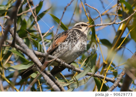 冬の川沿い近くでよく見かけ独特の面白いポーズをする野鳥のツグミ 冬の川沿い近くでよく見かけ独特の面白いポーズをする野鳥のツグミ 90629773