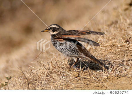 冬の川沿い近くでよく見かけ独特の面白いポーズをする野鳥のツグミ 90629774