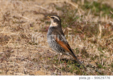 冬の川沿い近くでよく見かけ独特の面白いポーズをする野鳥のツグミ 90629776