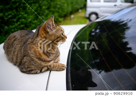 車の上のキジトラ猫 90629910