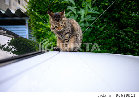 車の上のキジトラ猫 90629911