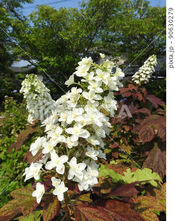 塔のように立ち上がりピラミッドアジサイともいう「カシワバアジサイ」の花 90630279