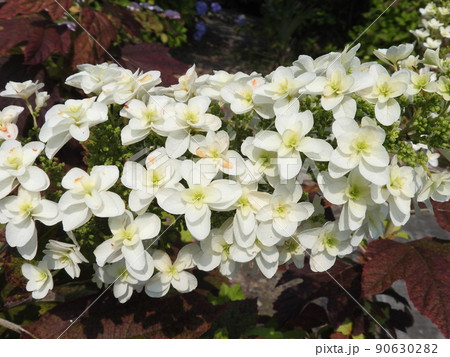 塔のように立ち上がりピラミッドアジサイともいう「カシワバアジサイ」の花 塔のように立ち上がりピラミッドアジサイともいう「カシワバアジサイ」の花 90630282