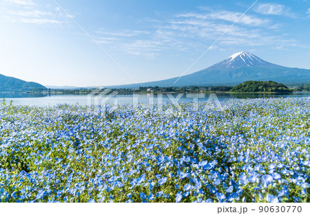 「山梨県」初夏の絶景　富士山とネモフィラ 90630770