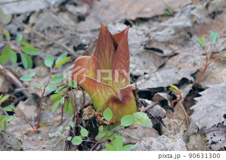 オオウバユリの芽(北海道・旭川市) オオウバユリの芽(北海道・旭川市) 90631300