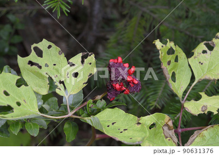 ベニバナヤマシャクヤクの実（北海道・知床） 90631376