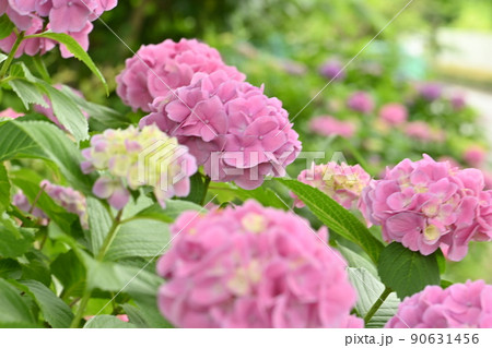 紫陽花 紫陽花 90631456