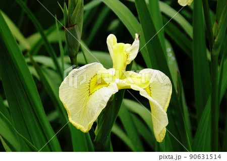 ハナショウブ 金冠　Iris ensata var. ensata 90631514