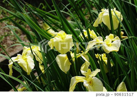 ハナショウブ 金冠　Iris ensata var. ensata 90631517