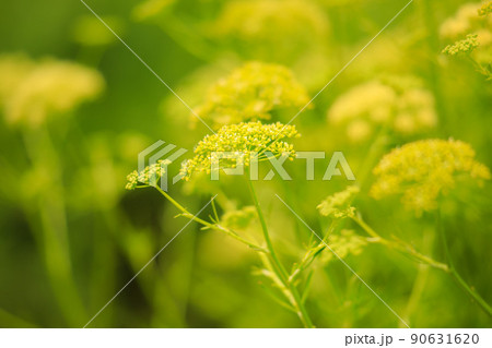 満開のオミナエシの花 満開のオミナエシの花 90631620